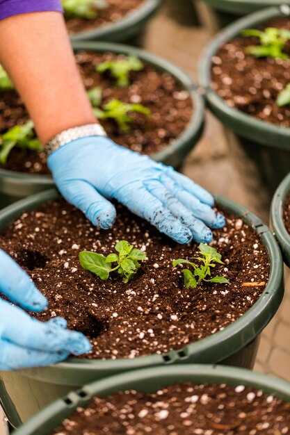 温室での早春の植栽。