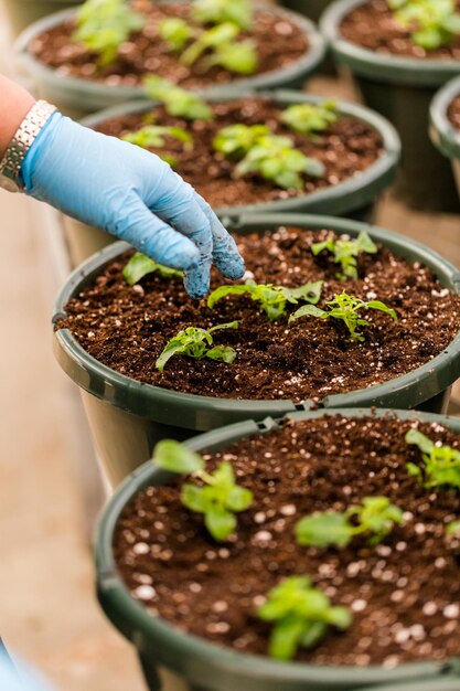 Early Spring planting in green house.