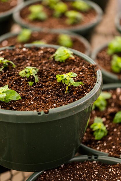 Early Spring planting in green house.