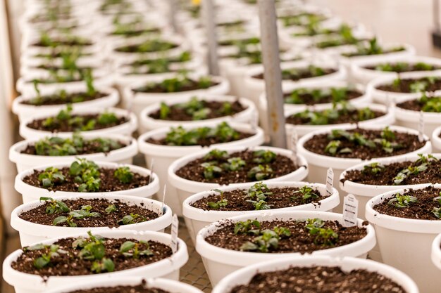 Early Spring planting in green house.