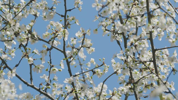 Photo early spring prunus avium flowering cherry blooming sweet cherry tree in spring