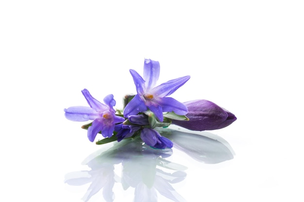 Early spring purple flowers crocuses isolated on white background