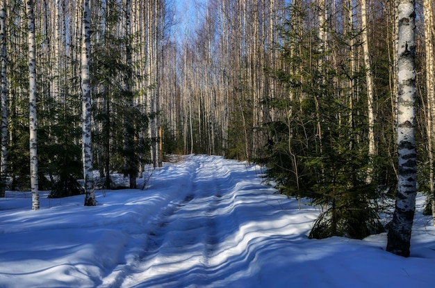 Early spring in the Russian forest