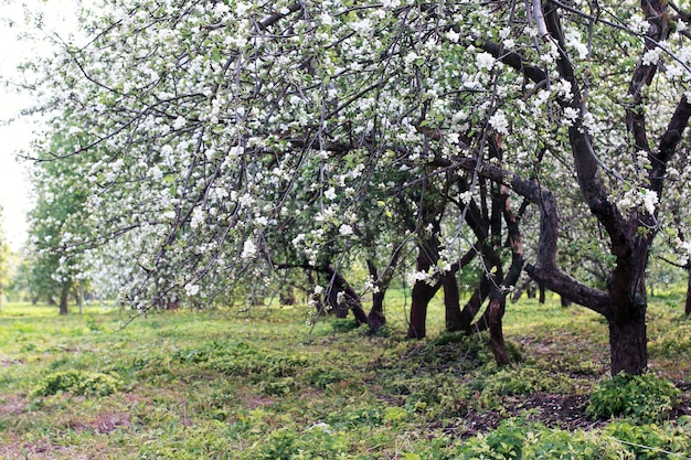 Ранней весной цветущая яблоня с яркими белыми цветами
