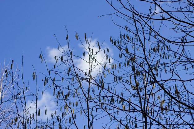 青い空を背景に早春の木の枝