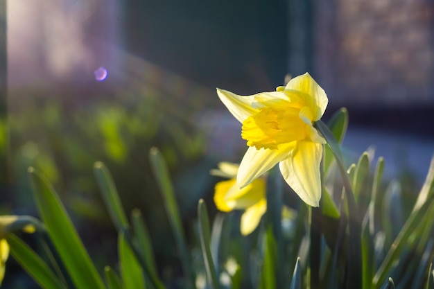 Early spring yellow daffodils blooming in the garden