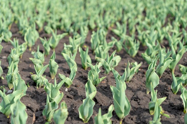 Early sprouts of tulips