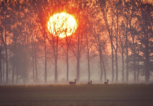 Photo early summer morning and deer