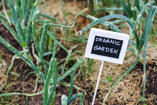 Early summer planting in urban garden.