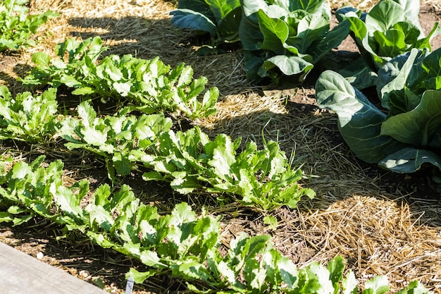 Early summer in urban vegetable garden