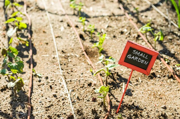 Early summer in urban vegetable garden.