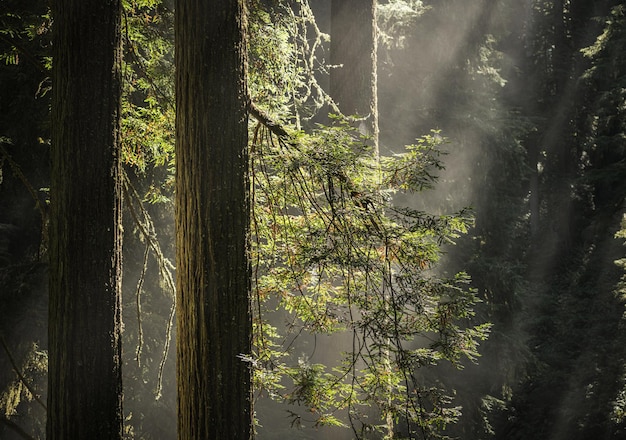 Early Sunny Morning in the Redwood Forest