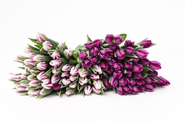 Ранние сорта тюльпанов на белом фоне Букет белых и фиолетовых цветов