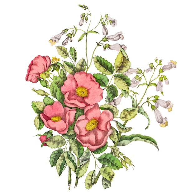 初期の野生のバラとペンステモン・ベアード 舌の花束 透明なpng