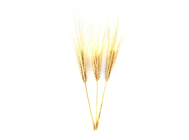 白に分離された大麦の穂