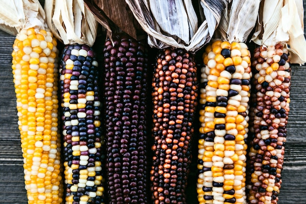 Ears Of Colorful Indian Corn