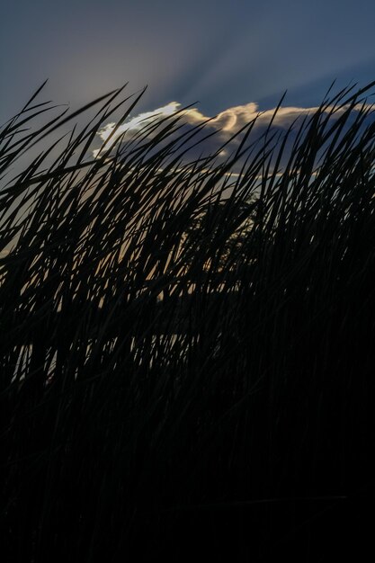 とうもろこしの穂が前景で風になびいて、背景に夕日があります