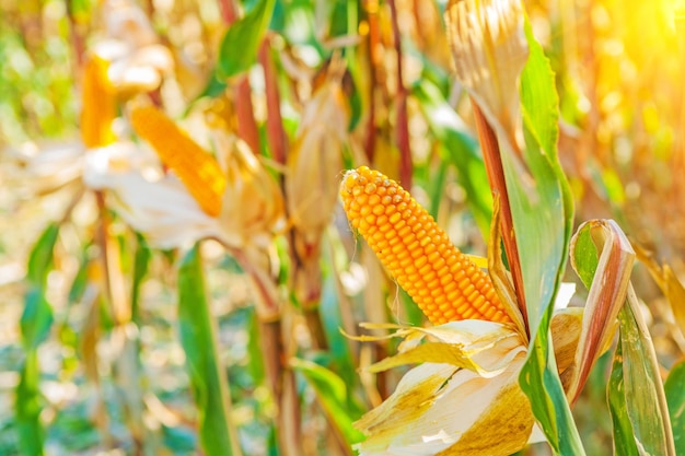 Ears of corn on plants with blrred background