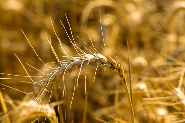 黄金の小麦の穂がクローズアップ牧草地の小麦畑の美しい自然の夕日の風景