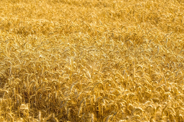 Ears of golden wheat close up Beautiful nature sunset landscape of meadow wheat field