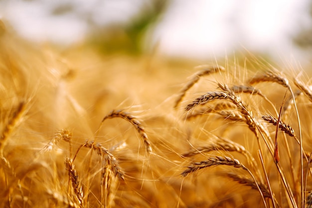 Ears of golden wheat close up Growth nature harvest Agriculture farm