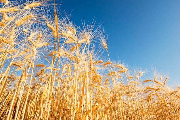 Ears of golden wheat close up