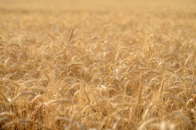 Ears of golden wheat close up