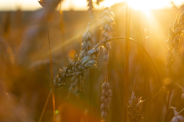 Ears of golden wheat closeup under shining sunlight Rich harvest