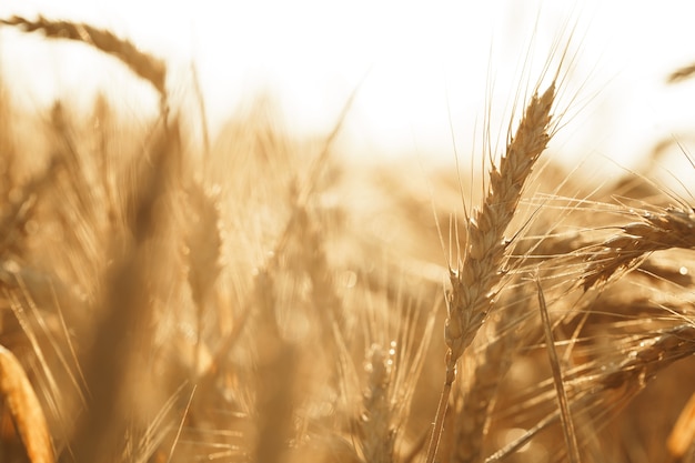 Ears of golden wheat on field close up