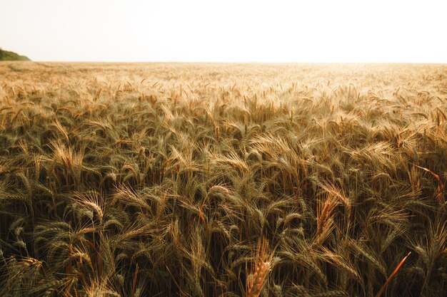 Ears of golden wheat on field close up