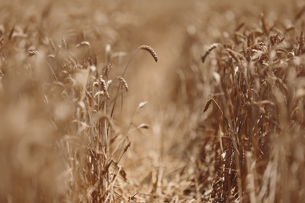 Photo ears of golden wheat in a field.