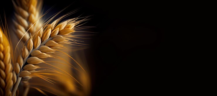 Ears of golden wheat panoramic layout Generative Ai