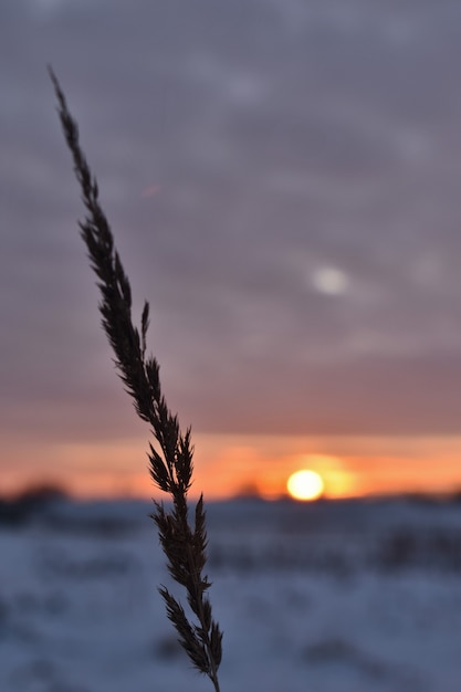 Ears of grass against the background of the winter field