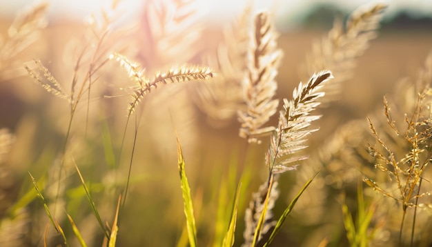 Ears of grass in bright sunshine blurred natural background