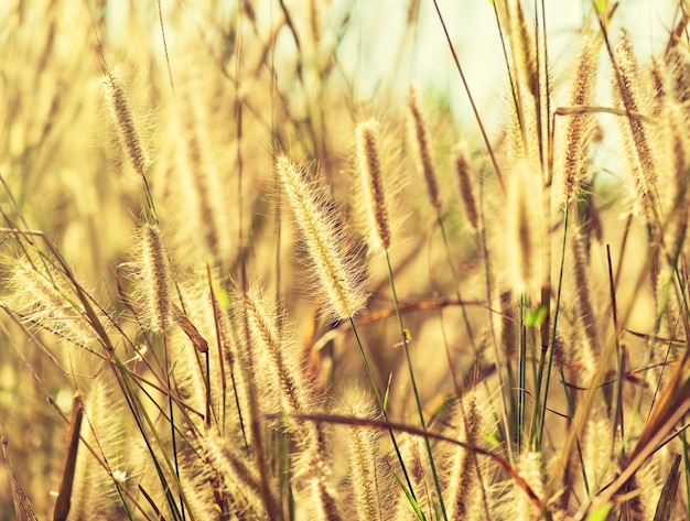 Ears of grass in summer sunlight.