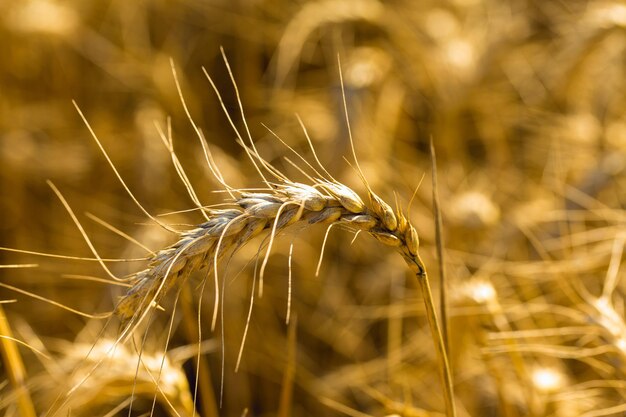 写真 黄金の小麦の穂がクローズアップ牧草地の小麦畑の美しい自然の夕日の風景