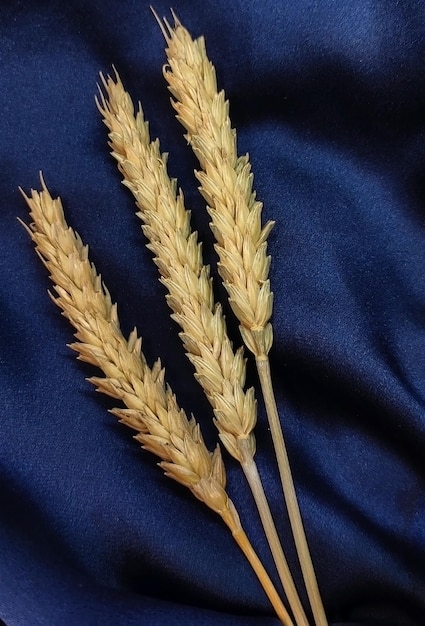 Фото Колосья пшеницы на синем атласе