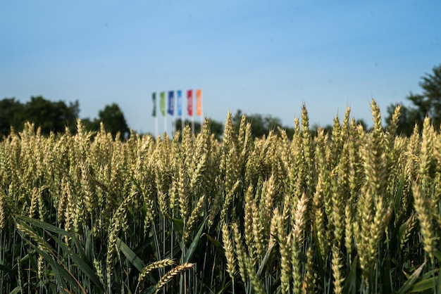 写真 小麦の熟成の耳と 遠くの色とりどりの旗