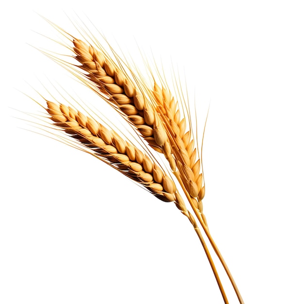 Ears of Wheat Spikelet geïsoleerd op witte achtergrond