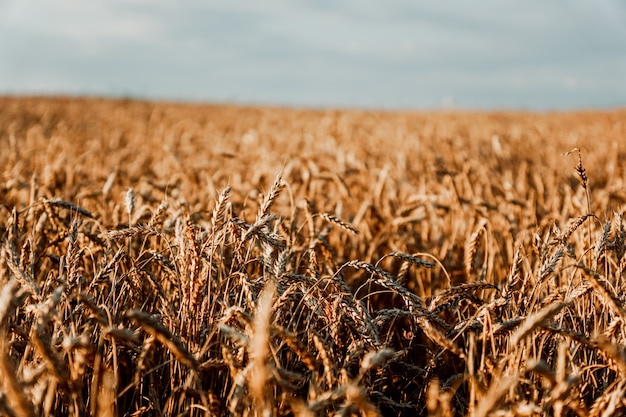 写真 小麦の穂。夏の麦畑。自然な自然の背景。麦畑と空