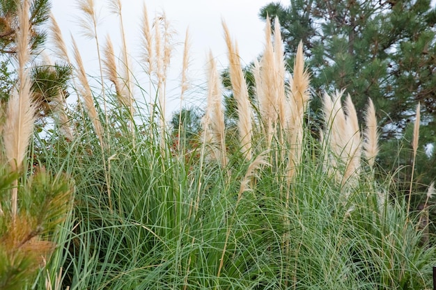 Ears of reed against the sky