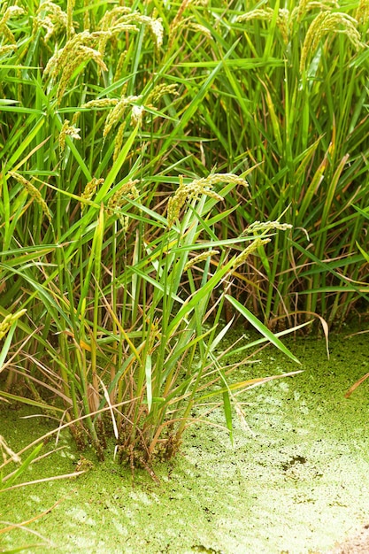 Ears of rice in field to harvest