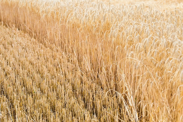 Ears of ripe barley Harvest season