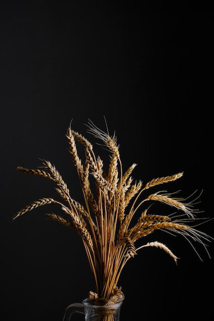 Ears ripe wheat black background