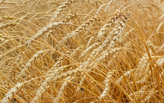 Ears of ripe wheat growing in a wheat field