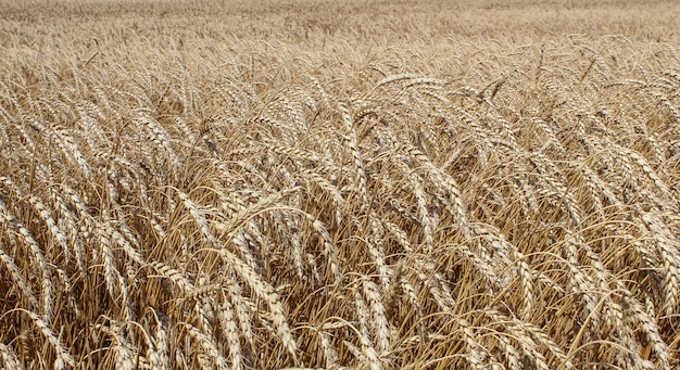 Ears of ripe wheat growing in a wheat field