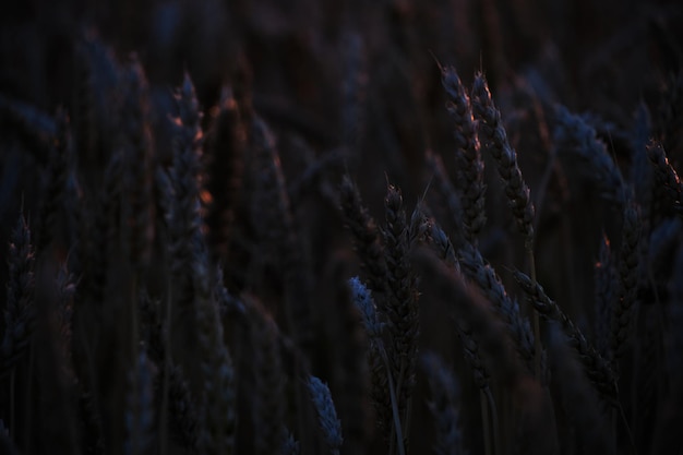 光のカラフルな夕日の中で熟した小麦の穂