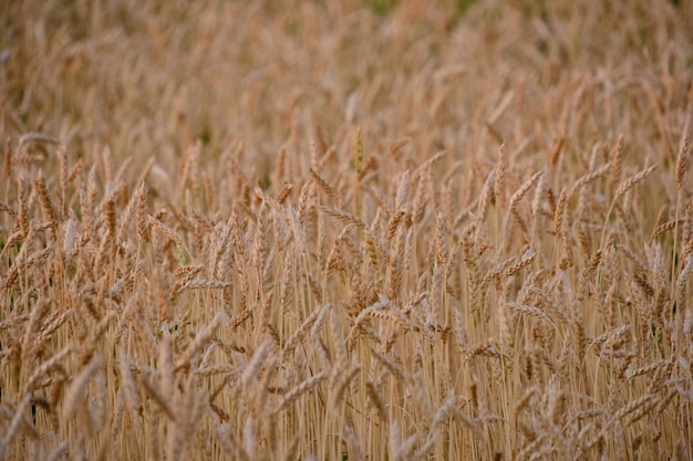 Spighe di grano maturo in luce tramonto colorato