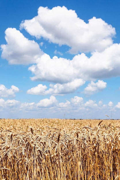 Foto spighe di grano maturo nel campo estivo sotto il cielo blu