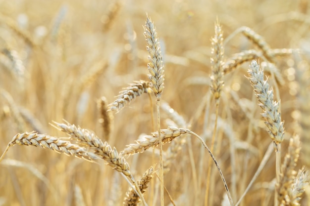 Колосья спелой пшеницы. Поле пшеницы, поля, природа, окружающая среда. Богатый урожай зерновых культур. Выборочный фокус.